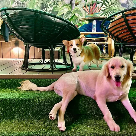 Rom Casa Hostel Da Nang-3